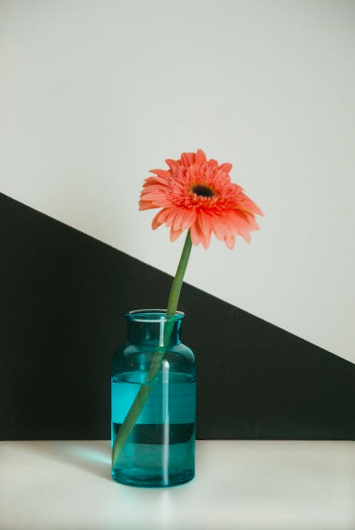 Základová fotografie zdarma na téma červená kytka, kvetoucí, modrá láhev