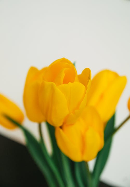 A close up of yellow tulips in a vase