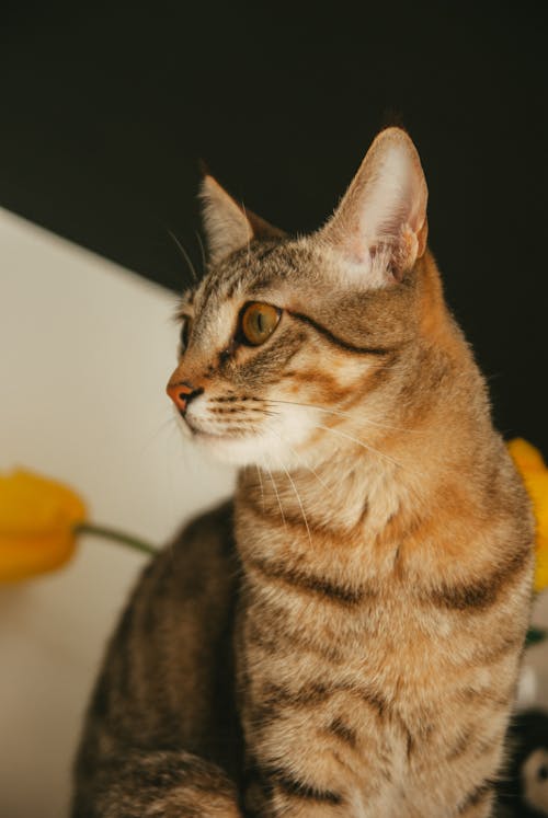 Бесплатное стоковое фото с вертикальный выстрел, Коричневый полосатый кот, кошачьи