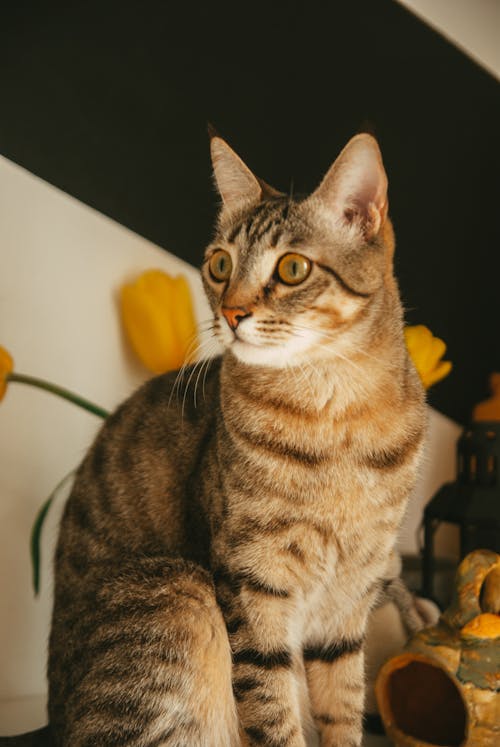 Бесплатное стоковое фото с вертикальный выстрел, Коричневый полосатый кот, кошачьи