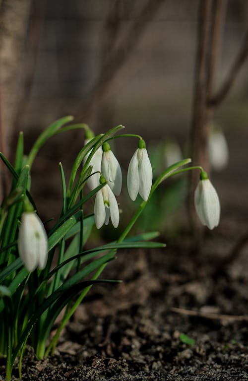 Immagine gratuita di bucaneve, crescita, fiori bianchi