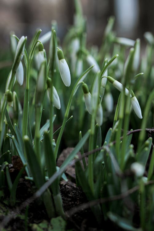 Snowdrops are growing in the ground