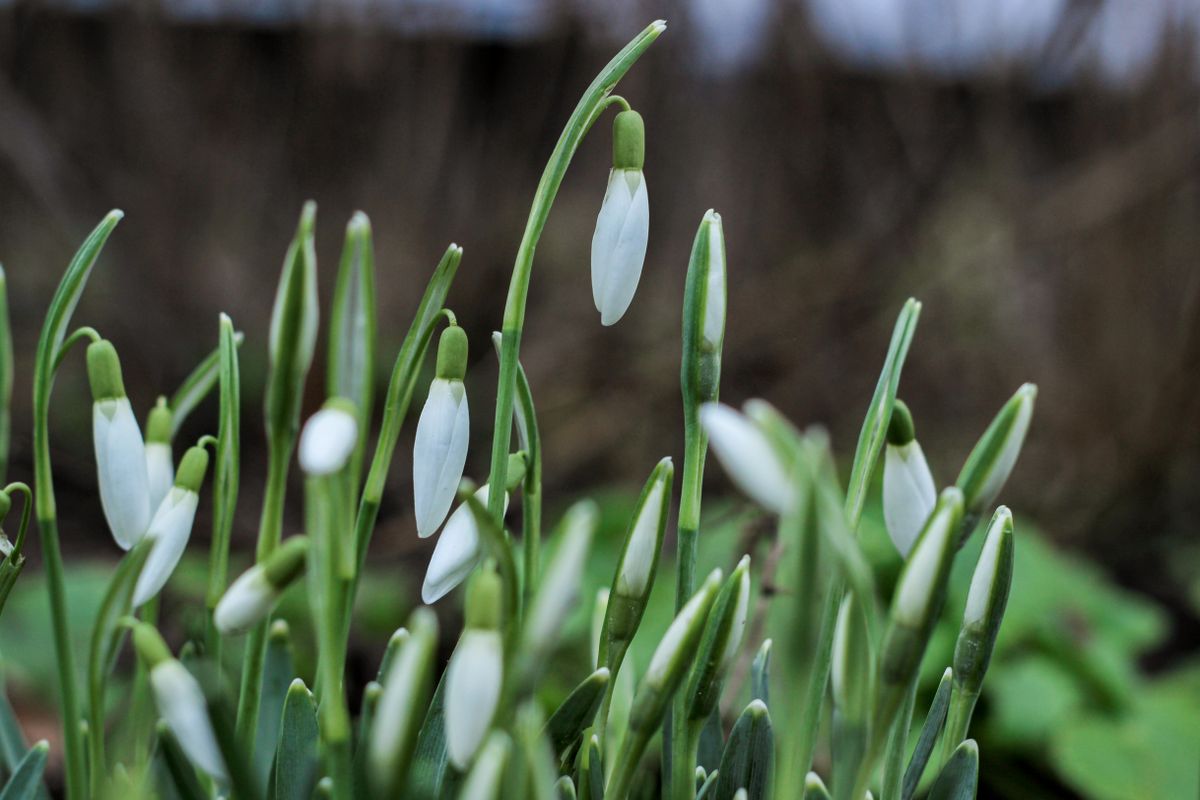 Snowdrops Photos, Download The BEST Free Snowdrops Stock Photos & HD Images