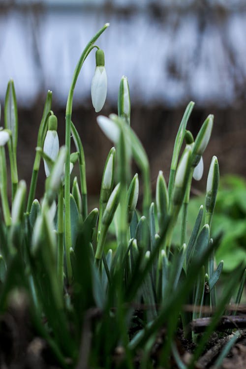 Snowdrops in bloom