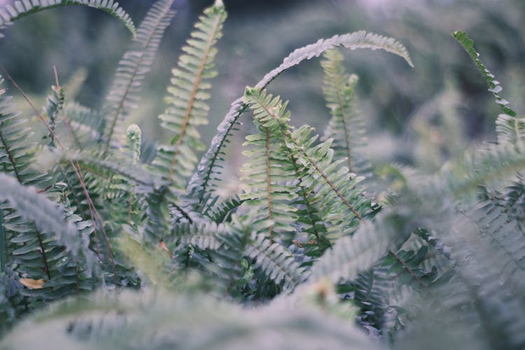 Fern Leaves In A Forest 