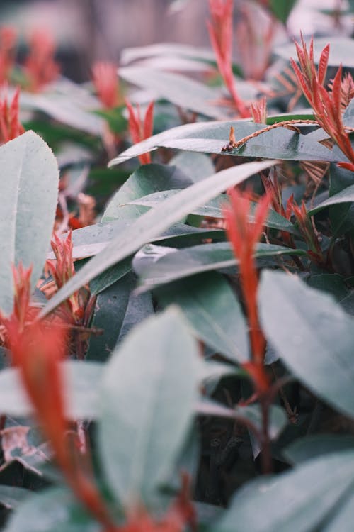 A close up of a plant with red flowers