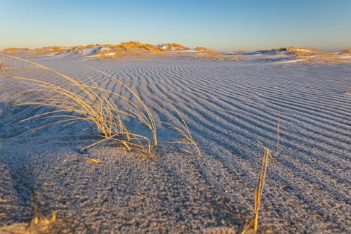 Foto profissional grátis de areia, calmaria, grama