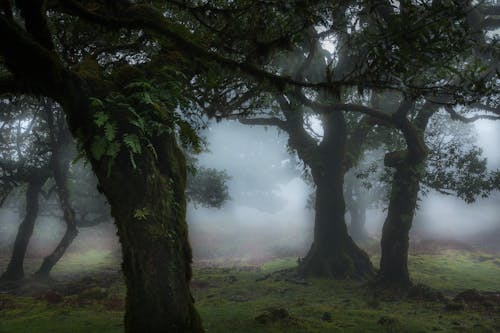 弱光, 有魔力的, 森林 的 免费素材图片