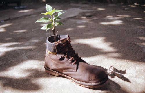 Free stock photo of boots, green leaf, leather boots