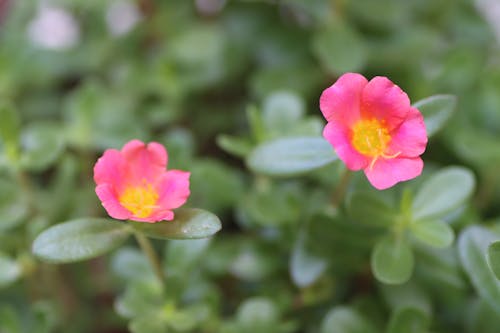 çiçek, güzel çiçek içeren Ücretsiz stok fotoğraf