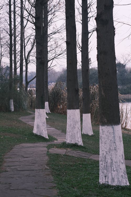 A path with trees and white paint on the ground
