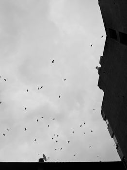 A striking black and white photo of birds flying above a building, Türkiye.