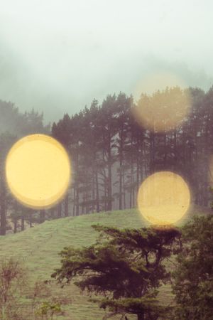 Misty forest with glowing orbs, by Mario Amé on Pexels