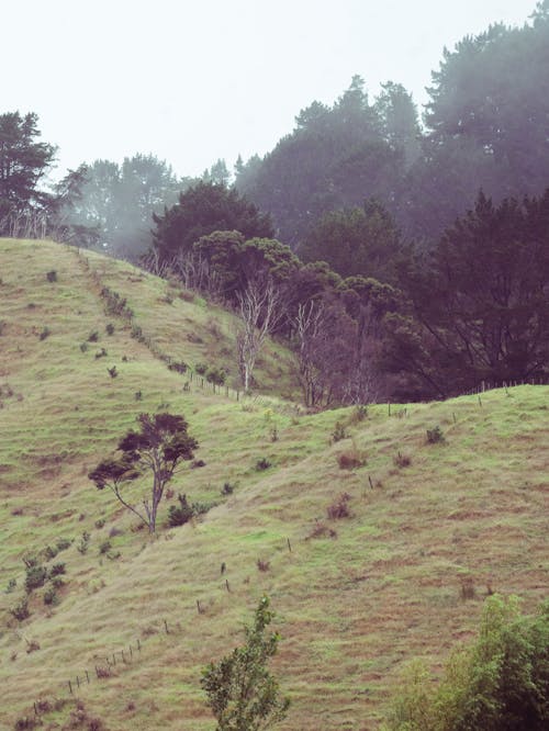 A hill with trees and grass on it