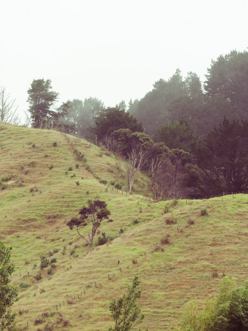 垂直拍攝, 山谷, 樹木 的 免費圖庫相片