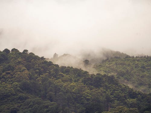 A person riding a horse through a forest with fog