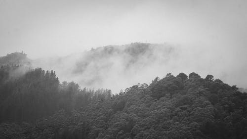 Black and white photo of foggy forest
