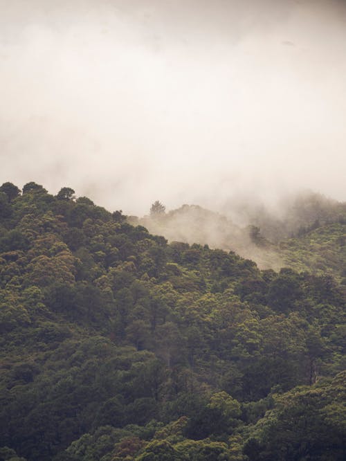 Photos gratuites de arbres, brouillard, dense