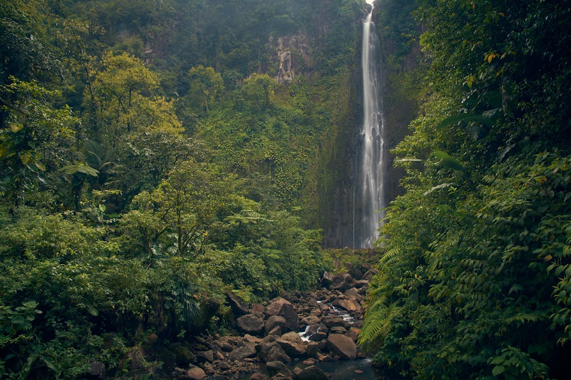 Základová fotografie zdarma na téma amazonský deštný prales, cestování, denní světlo