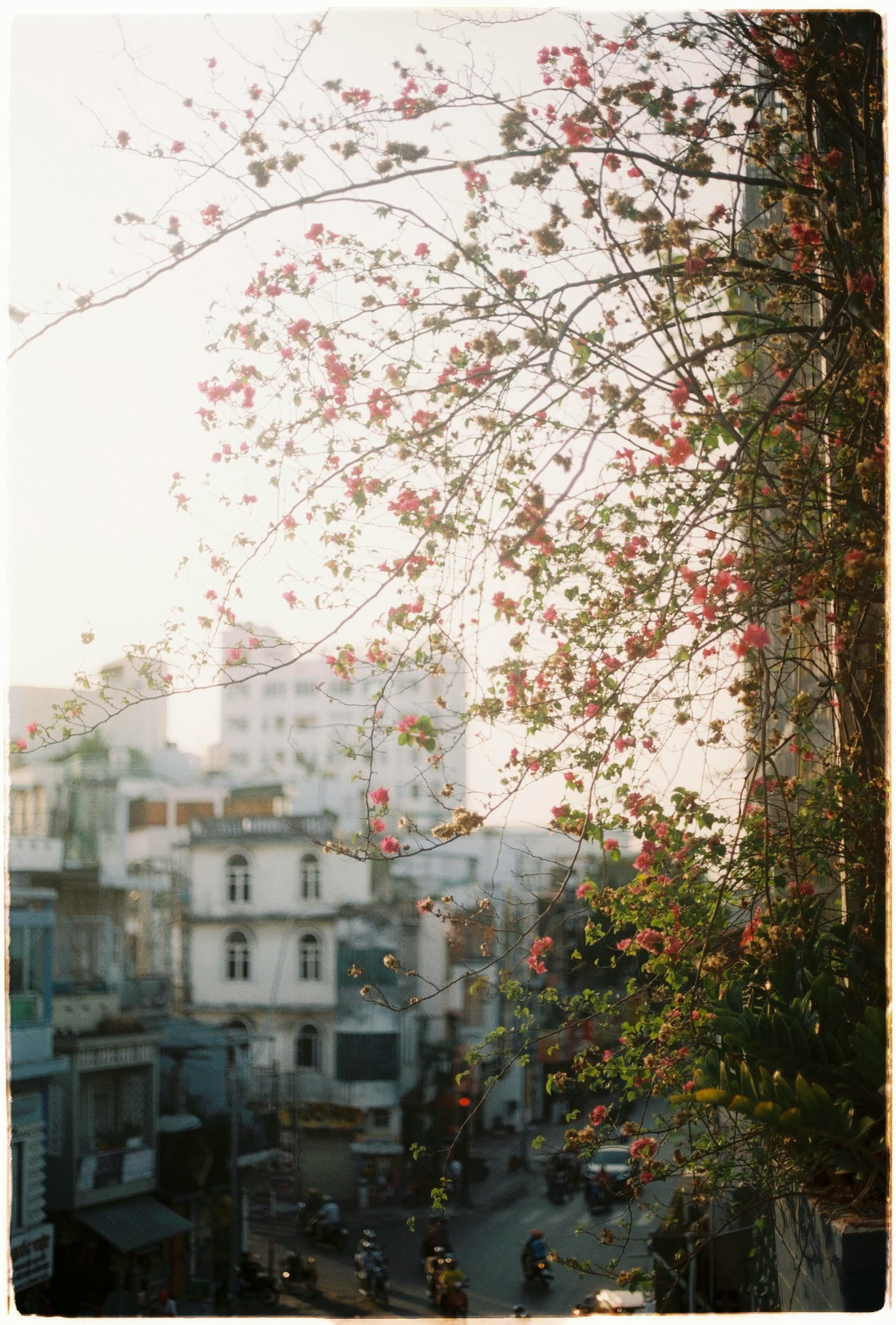 Scenic urban view with blooming flowers against a warm sunset backdrop.
