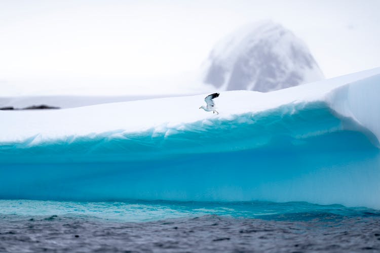 Bird Flying Over Snow