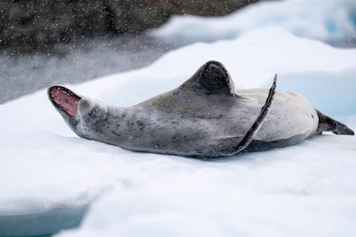 Free Seal Lying Down on Snow Stock Photo