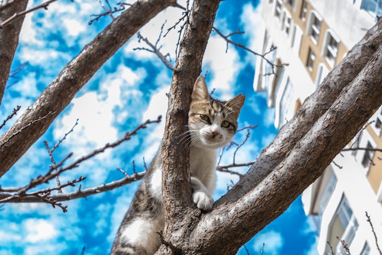 A curious cat climbs a tree in an urban area, set against a bright blue sky.