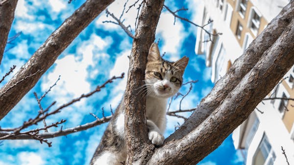 A curious cat climbs a tree in an urban area, set against a bright blue sky.