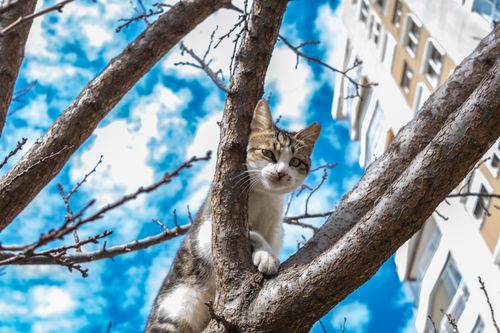 Free A curious cat climbs a tree in an urban area, set against a bright blue sky. Stock Photo