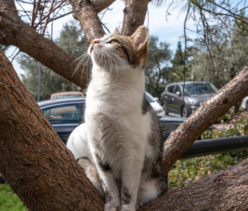 Cat Sitting on a Tree Branch 