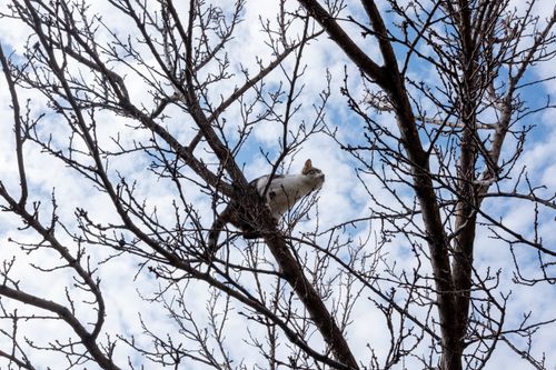 Free A cat perched on a bare tree branch against a cloudy blue sky. Stock Photo