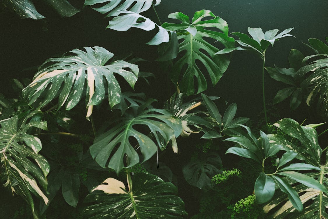 Tropical Leaves in a Jungle 