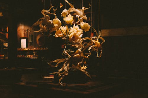 Foto profissional grátis de arranjo de flores, caixa de planta, casa interior