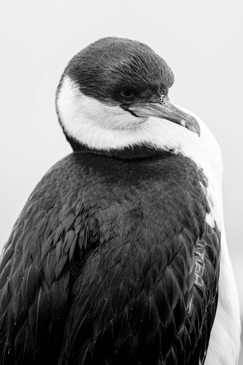 Black and white photo of a bird with a beak