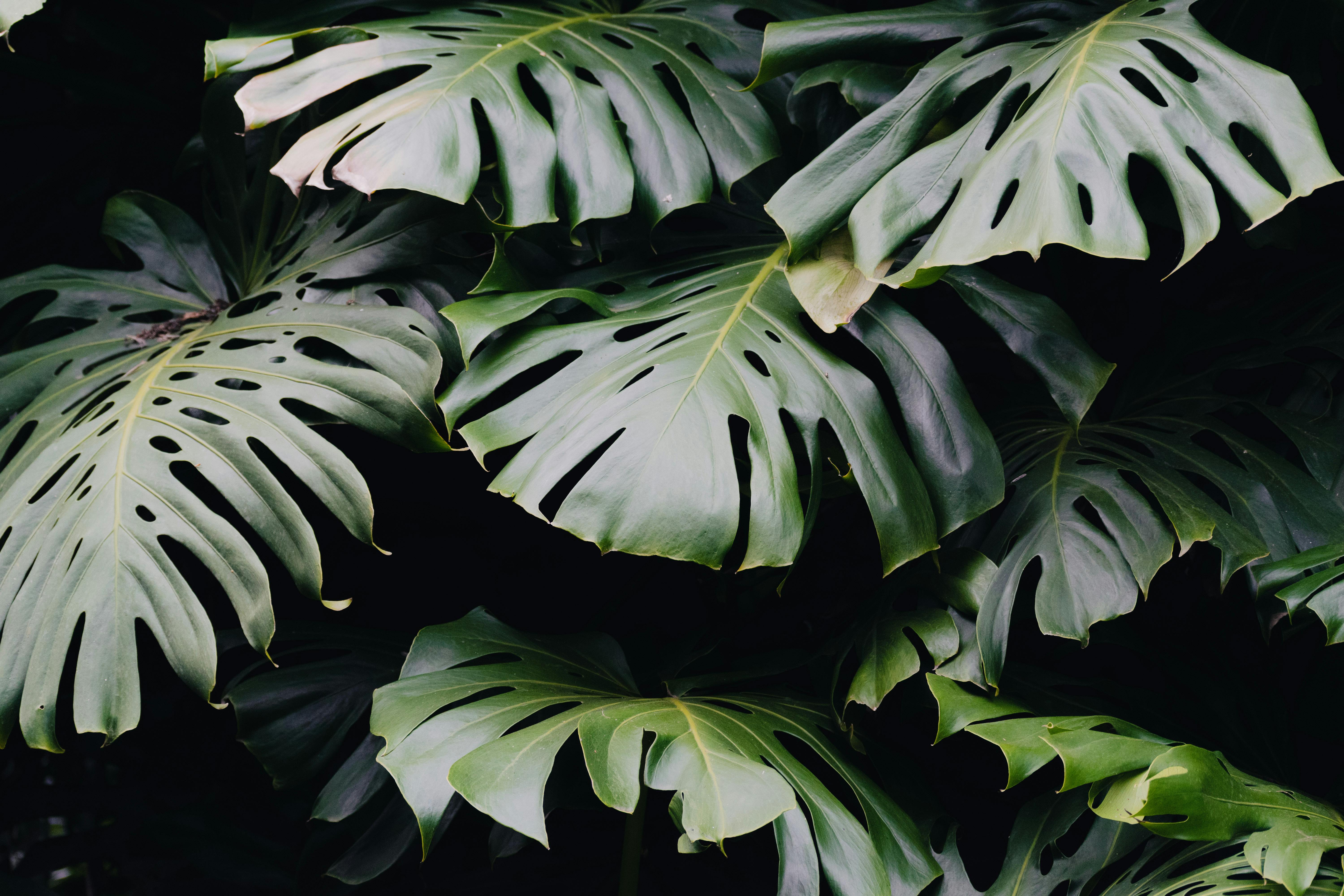 Close-up of vibrant monstera leaves in an outdoor setting, capturing natural beauty and texture.