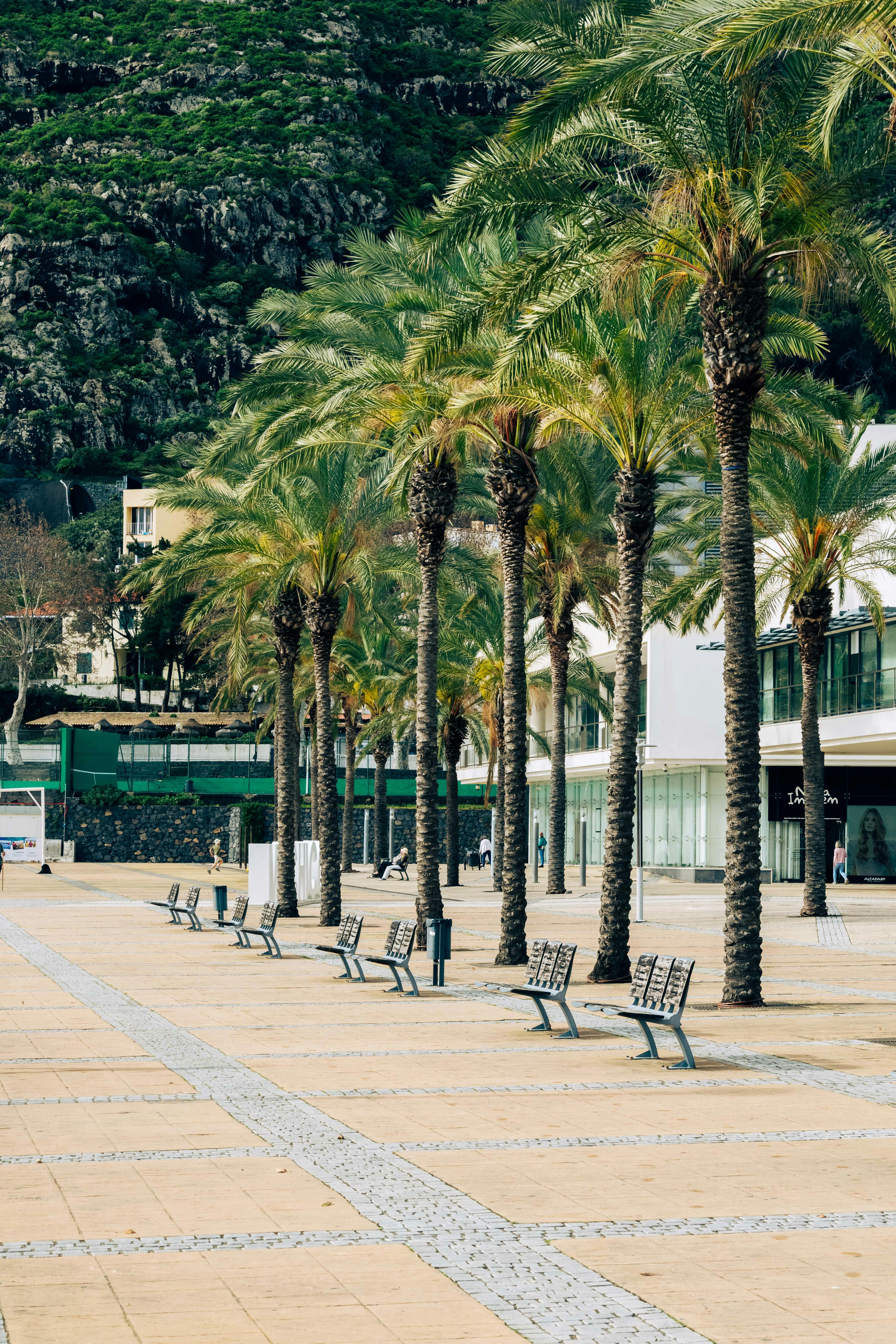 A scenic view of a palm tree-lined promenade in Madeira, Portugal, under bright sunlight.