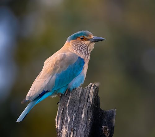 カラフル, フェザー, 動物の無料の写真素材