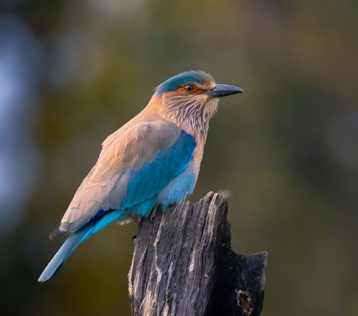 Close-up of an Indian Roller bird with vivid blue feathers perched on a weathered wooden stump.