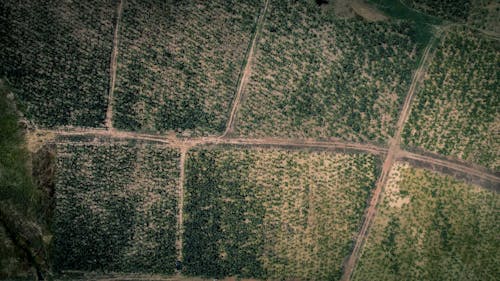 공중, 관목, 농경지의 무료 스톡 사진