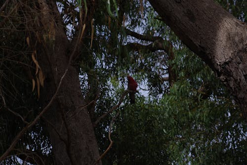 GALAH