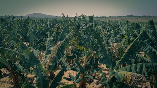 Tropical Plants on a Desert 