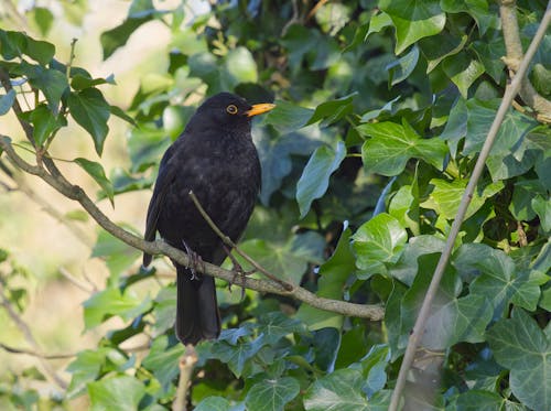 Blackbird perched in a tree.
