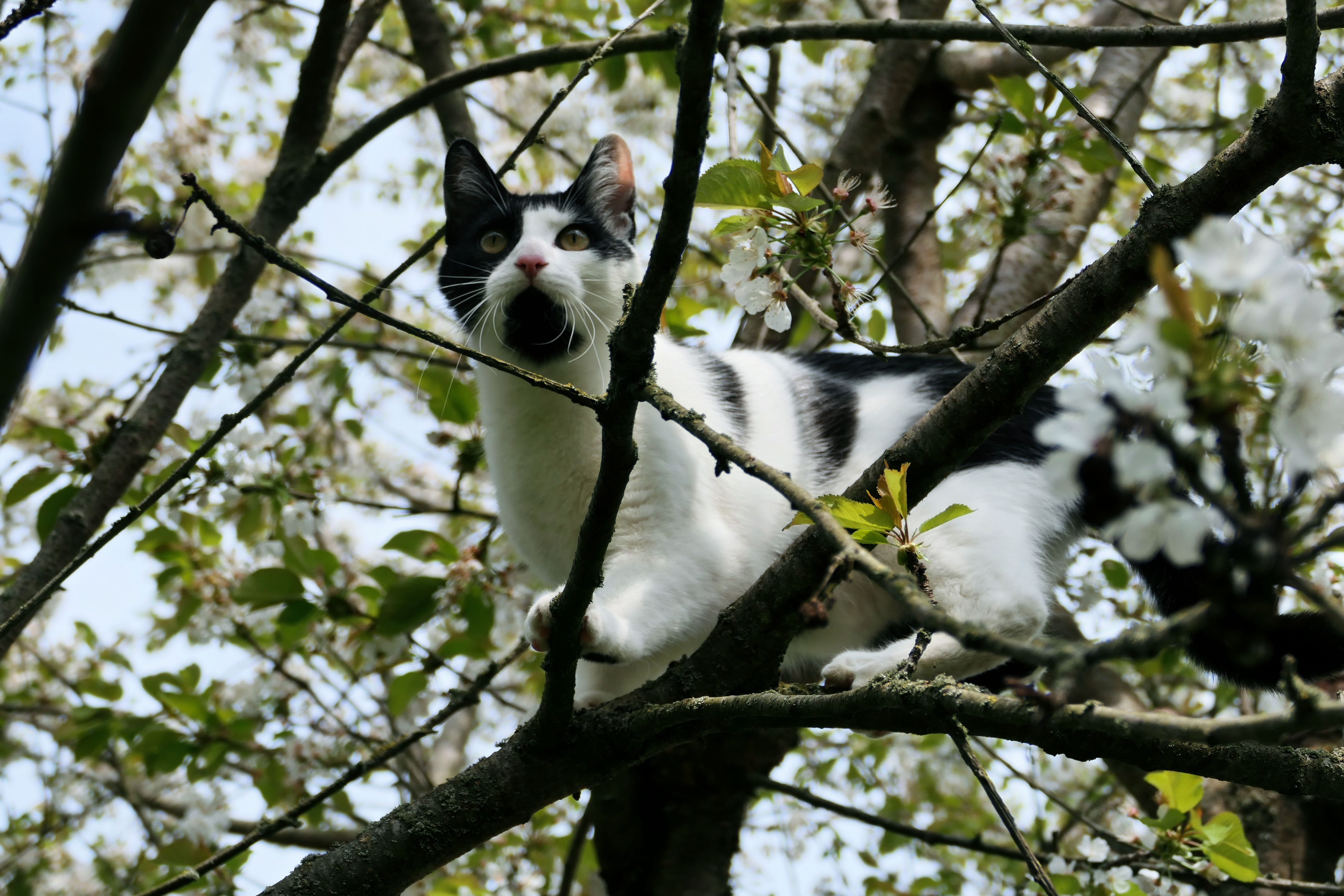 Spring season pet safety tips — Photo by Christina & Peter on Pexels