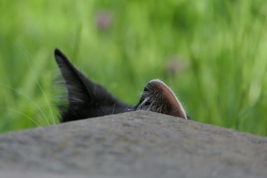 Cat vs Human Hearing Loss Thresholds