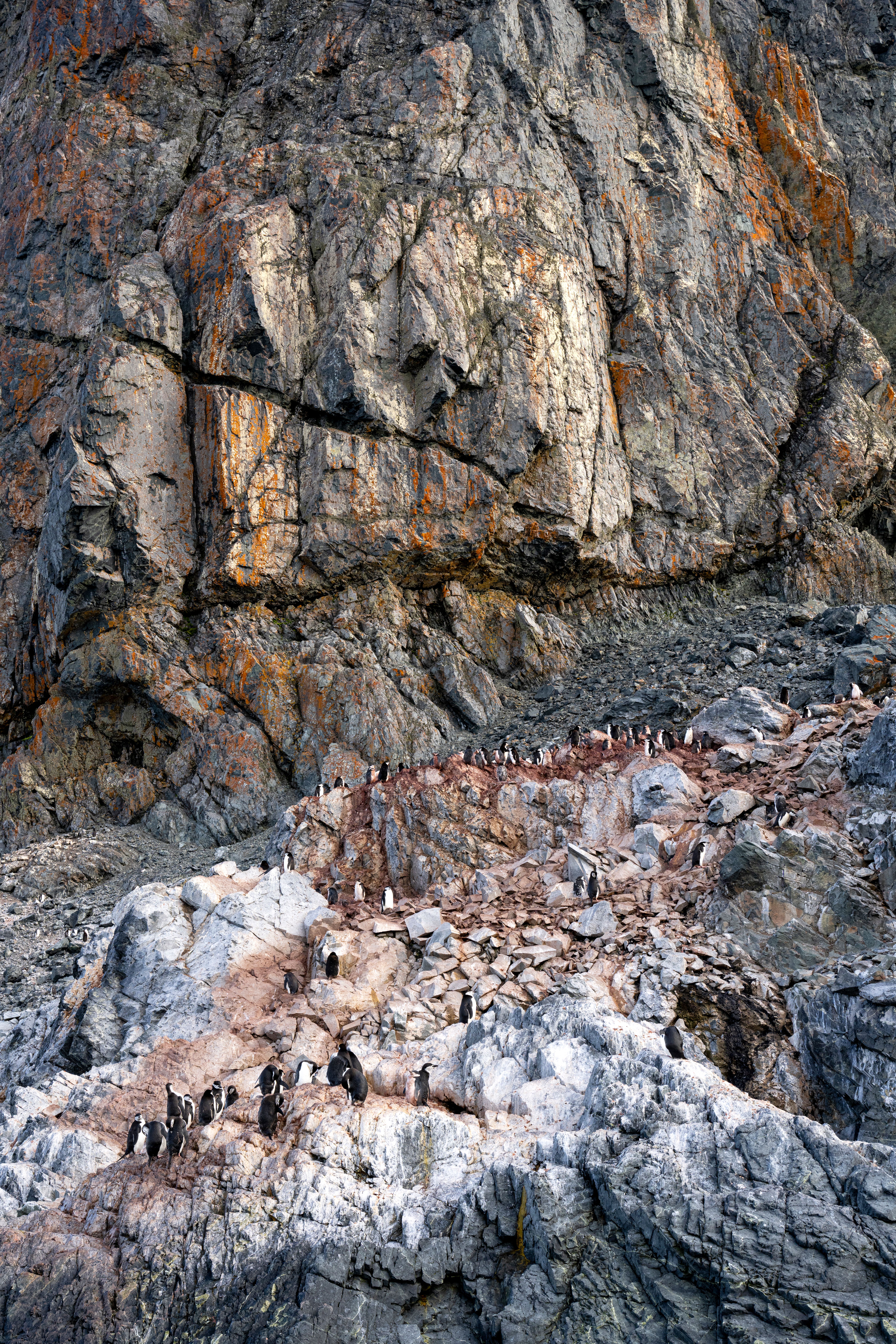 Adélie penguins navigate rocky cliffs in Antarctica, showcasing pristine nature and wildlife.