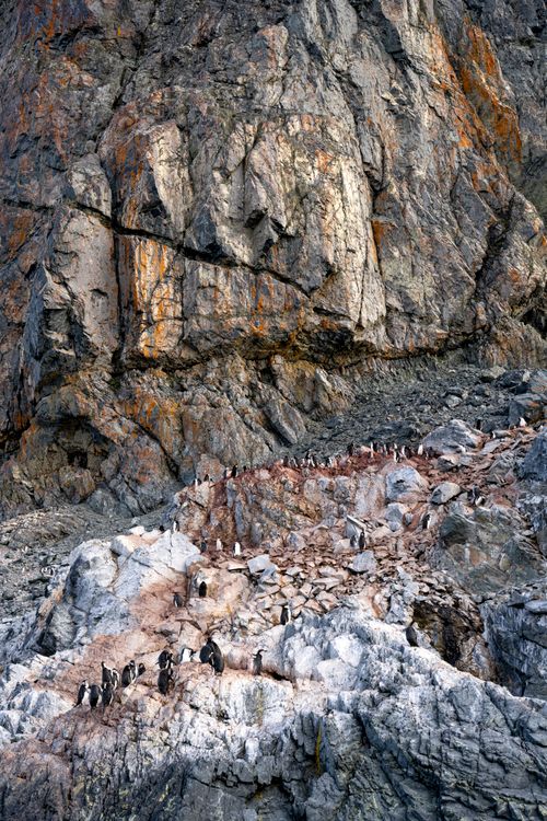 Free Adélie penguins navigate rocky cliffs in Antarctica, showcasing pristine nature and wildlife. Stock Photo