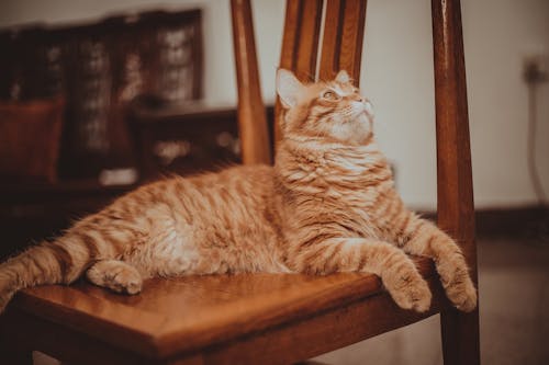 うそ, オレンジ色の猫, ネコの無料の写真素材