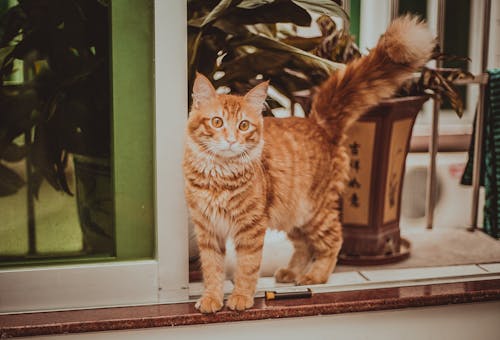 オレンジ色の猫, ネコ, バルコニーの無料の写真素材