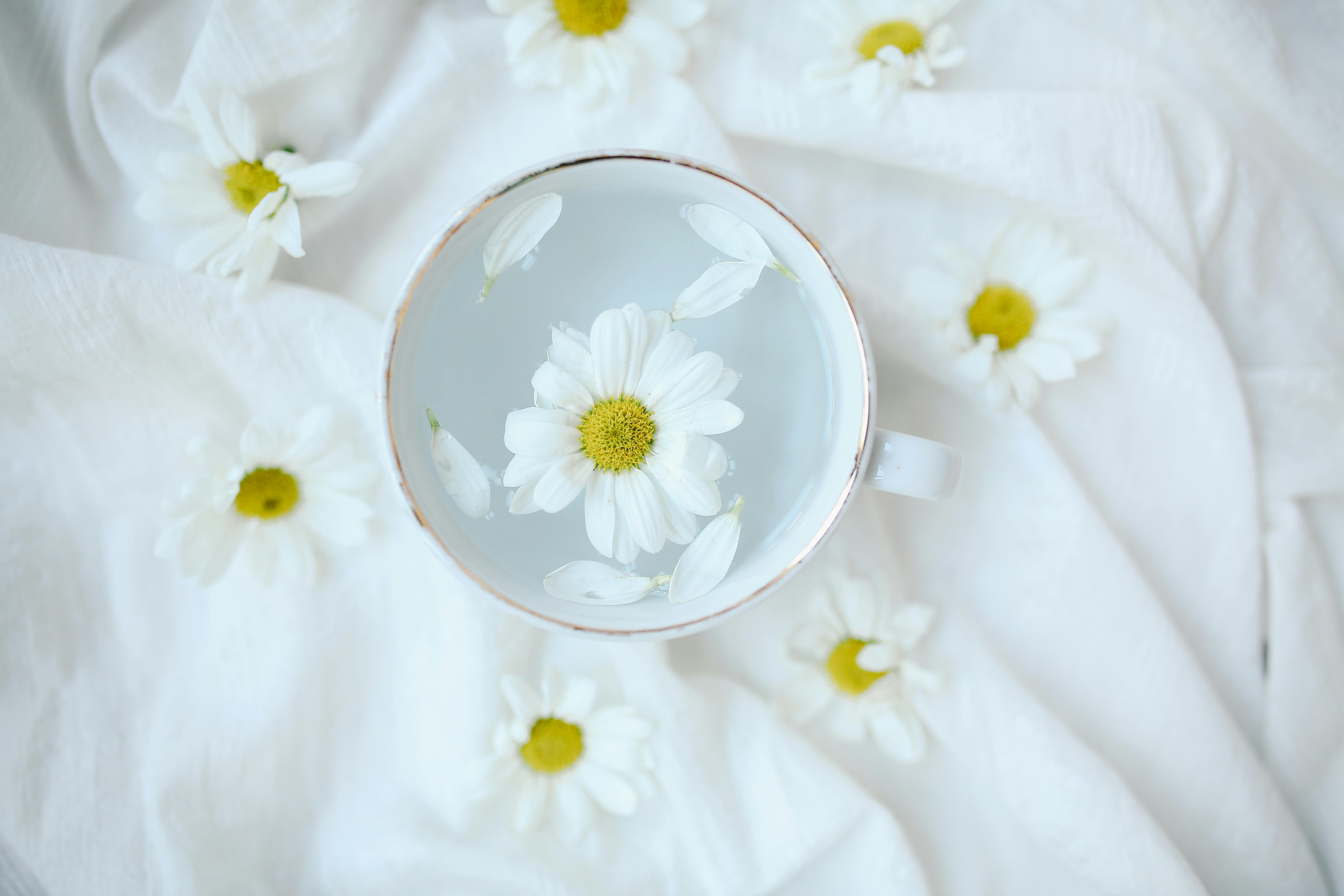 Top view of daisies floating in a cup of water on a white background, soft and minimalistic.