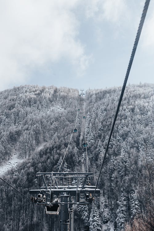 Foto d'estoc gratuïta de arbres, constipat, hivern